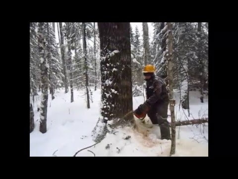Применение механического клина для валки леса