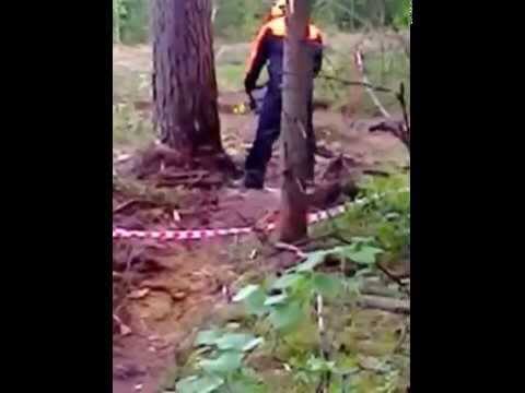 Валка дерева с мех клином